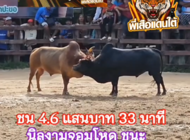 คลิปวัวชนย้อนหลัง ผลการชน แดงลีลาเด็ดเพชรนำชัย (บุญรอด)  VS นิลงามจอมโหดยอดนำชัย (เสือคล่อง)