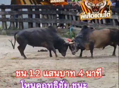 คลิปวัวชนย้อนหลัง ผลการชน โหนดฤทธิชัย (ไอ้หลักหาย) VS โหนดท้องลายพลายชุมพล (เจนนี่)