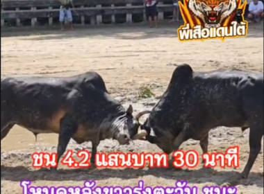 คลิปวัวชนย้อนหลัง ผลการชน  โหนดหลังขาวรุ่งตะวัน (สมหวัง) VS ดุกด้างงามพลทรัพย์ (ไอ้ลูกไข่)