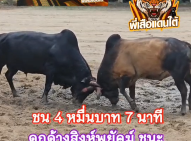 คลิปวัวชนย้อนหลัง ผลการชน ดุกด้างสิงห์พยัคฆ์ (ไอ้เด็ก)  VS ลังสาดฟ้าวันใหม่ (ลูกจง)