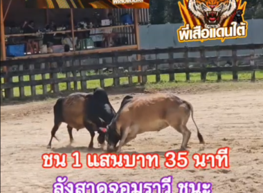 คลิปวัวชนย้อนหลัง ผลการชน ลังสาดพยัคฆ์ M M (สองทูน)  VS ลังสาดจอมราวี