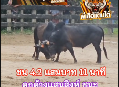 คลิปวัวชนย้อนหลัง ผลการชน ดุกด้างท้องลายอัศวินสิงห์พยัคฆ์  VS โหนดเทพนคร (เต็งหนึ่ง)