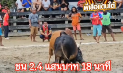 คลิปวัวชนย้อนหลัง ผลการชน โหนดท้องลายเจ้าทะเลทอง (ขาลาย)  VS แดงงามลูกสิงห์พลังหนุ่ม (ไอ้ลูกแดง)