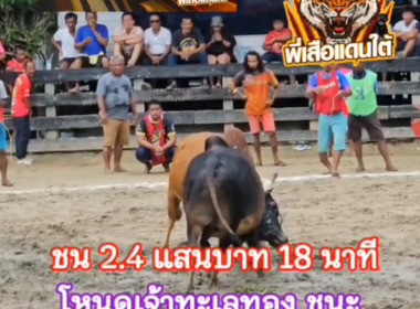 คลิปวัวชนย้อนหลัง ผลการชน โหนดท้องลายเจ้าทะเลทอง (ขาลาย)  VS แดงงามลูกสิงห์พลังหนุ่ม (ไอ้ลูกแดง)