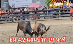 คลิปวัวชนย้อนหลัง ผลการชน ลังสาดอนันตชัย (ลูกโป่ง)  VS  โหนดสิทธิชัย (นายแสง)