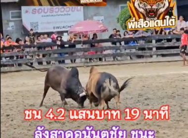 คลิปวัวชนย้อนหลัง ผลการชน ลังสาดอนันตชัย (ลูกโป่ง)  VS  โหนดสิทธิชัย (นายแสง)