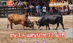 คลิปวัวชนย้อนหลัง ผลการชน ลันดาหมัดเด็ดเพชรท่าข้าม  VS ดุกด้างดอกพยัคฆ์ (ไอ้ดอก)