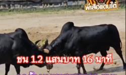 คลิปวัวชนย้อนหลัง ผลการชน นิลงามสิงห์พยัคฆ์ (ลูกนิล)  VS ดุกด้างเพชรสามเกลอ (ไอ้แถม)