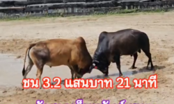 คลิปวัวชนย้อนหลัง ผลการชน นิลท้องลายสกายลายเล็ก (ไอ้หลุหละ) VS ลังสาดเพชรกวินทร์เก็บทรัพย์