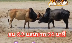 คลิปวัวชนย้อนหลัง ผลการชน ลังสาดอริณทราช (ซุปเปอร์ชิป)  VS โหนดหลังขาวอิทธิฤทธิ์พิชิตชัย (สามเซียน)