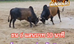 คลิปวัวชนย้อนหลัง ผลการชน โหนดเพชรฆาตทายาทแท่นทอง (ลูกโหนด)  VS โหนดแหลมสิงห์ลูกแหลมทอง (สุดหล่อหลัก 7)