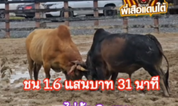 คลิปวัวชนย้อนหลัง ผลการชน ลังสาดงามใจเด็ดเพชรพายุ (ไข่ดุ้ง 2)  VS ลังสาดน้องใหม่ (ไอ้ขลั้ง)