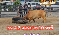 คลิปวัวชนย้อนหลัง ผลการชน ขาวพยัคฆ์อัศวิน (อ้ายจุด)  VS โหนดศิริขวัญ (ฟันทอง)