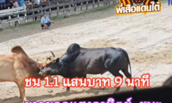 คลิปวัวชนย้อนหลัง ผลการชน ขาวยอดแสงอาทิตย์  VS  ดุกด้างฟ้าวันใหม่วันมีชัยหัวใจเหล็ก (อ้ายแป้ง)