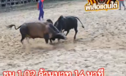 คลิปวัวชนย้อนหลัง ผลการชน โหนดงามพิชิตชัยยอดสังหาร (อ้ายหัวครก)  VS  โหนดเพชรสีนิล (โลมา)