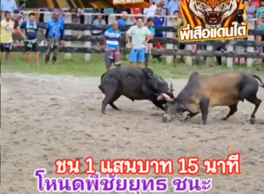 คลิปวัวชนย้อนหลัง ผลการชน ดุกด้างเทศบาลนคร (ไอ้ผักกาด)  VS โหนดพิชัยยุทธ (ลิงลังภาค3)