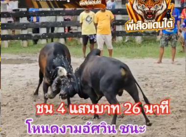 คลิปวัวชนย้อนหลัง ผลการชน โหนดเจ้าปัญญา (ดารา)  VS โหนดงามอัศวิน (ฉลองชัย)