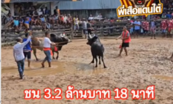 คลิปวัวชนย้อนหลัง ผลการชน โคนิลแซมเพชรนำชัย (วิลเลี่ยม)  VS โคลังสาดงามไกรทอง (เสือเฒ่าเล่าตำนานาน)