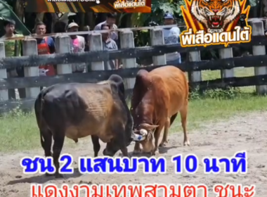 คลิปวัวชนย้อนหลัง ผลการชน โคโหนดขาวเจ้าขุนพล (ใจเย็น)  VS โคแดงงามเทพสามตา