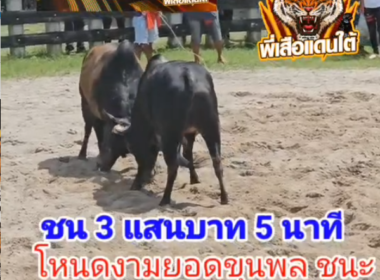 คลิปวัวชนย้อนหลัง ผลการชน โคโหนดหลังขาวยอดขุนพล (ขุนพล)  VS  โคโหนดงามยอดขุนพล (ไอ้แป๊ป)
