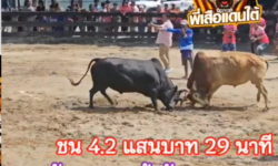 คลิปวัวชนย้อนหลัง ผลการชน โหนดงามเพชรศรราม (ไอ้ไข่ดำ) VS ลังสาดขาวก้านเพชรลูกเจ้าซัน