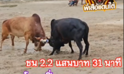 คลิปวัวชนย้อนหลัง ผลการชน โหนดปิ่นเพชรอัศวินยอดมีชัย (ขวานทอง) VS แดงราชาทรัพย์พยัคฆ์นำชัย (คอปเตอร์)