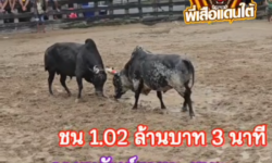 คลิปวัวชนย้อนหลัง ผลการชน ลายทรัพย์ราชา (ลายเม็ดเงิน) VS ดุกด้างเพชรเอกลูกไดนาแซง