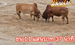 คลิปวัวชนย้อนหลัง ผลการชน แดงงามพญาตานี (ไอ้บ่าว)   VS  ขาวงามเพชรราชันย์ (หยกเพชร)