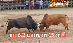 คลิปวัวชนย้อนหลัง ผลการชน แดงงามอัศวินศรีราชา (ทองแดง)  VS ดุกด้างสาธิตเพชรเชิดหูศักดิ์นำชัย (ตาแต้ม)