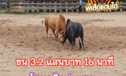 คลิปวัวชนย้อนหลัง ผลการชน โหนดศิลปะปัญญาวุฒิ  VS ขาวเพชรบุญยัง (ชบา)