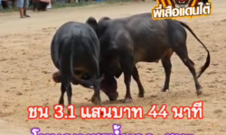 คลิปวัวชนย้อนหลัง ผลการชน โหนดโชคมีชัย (มหาโค) VS โหนดหลังขาวเพชรน้ำเอก