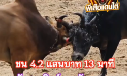 คลิปวัวชนย้อนหลัง ผลการชน โหนดเพชรมงคลชัย(สามขวัญ) VS ลังสาดสิงห์ภูตะวัน(อ้ายเลิฟ)