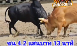 คลิปวัวชนย้อนหลัง ผลการชน เลดี้แดง  VS ดุกด้างเพชรจิรยุ (รถบ้าน)