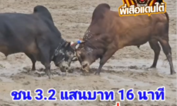 คลิปวัวชนย้อนหลัง ผลการชน แดงงามวาตูซี  VS  ดุกด้างโรโนแชมป์