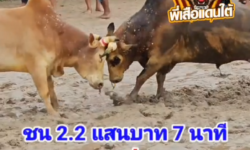 คลิปวัวชนย้อนหลัง ผลการชน ขาวงามพรประทาน (หมีขาว)  VS  ลังสาดเพชรตาหวาน (ตาหวาน)