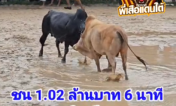 คลิปวัวชนย้อนหลัง ผลการชน ดุกด้างเพชรพลายสิงห์ (อ้ายศรีตรัง)   VS  ขาวงามอัศวินสิงห์นรเขต (ท่านลาว)