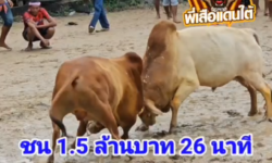 คลิปวัวชนย้อนหลัง ผลการชน เหลืองงามขาวบารมี   VS  แดงงามตามอารมณ์ (คาราบาว)