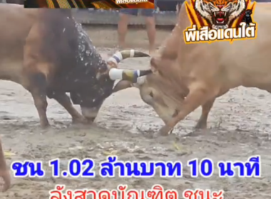 คลิปวัวชนย้อนหลัง ผลการชน ขาวงามเก้าขุมทรัพย์ (ปืนใหญ่) VS ลังสาดบัณฑิต