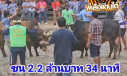 คลิปวัวชนย้อนหลัง ผลการชน โหนดงามรุ่งเรืองทรัพย์ (ไอ้ช้าง) VS ลันดาอาปาเช่ร์ (สุดหล่อ)