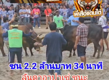 คลิปวัวชนย้อนหลัง ผลการชน โหนดงามรุ่งเรืองทรัพย์ (ไอ้ช้าง) VS ลันดาอาปาเช่ร์ (สุดหล่อ)