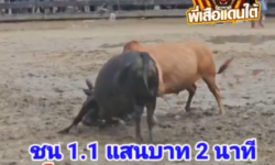 คลิปวัวชนย้อนหลัง ผลการชน ขาวคู่บารมียอดนำชัย (ท่านทอง) VS โหนดแซมพรชัย