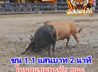 คลิปวัวชนย้อนหลัง ผลการชน ขาวคู่บารมียอดนำชัย (ท่านทอง) VS โหนดแซมพรชัย