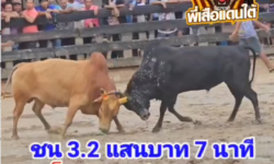 คลิปวัวชนย้อนหลัง ผลการชน ปิยะวัฒน์เล็ก (โพธิ์หัส) VS โหนดเพชฌมาตทายาทหลักเดียว (ลูกแมว)