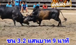 คลิปวัวชนย้อนหลัง ผลการชน โหนดหลังขาวศุภกร (คอปเตอร์)   VS  ดุกด้างแชมพันพยัคฆ์เพชรพันล้าน (เฮียเหยี่ยวพยัคฆ์)