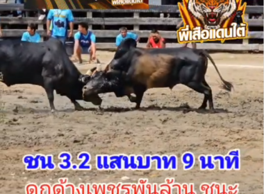 คลิปวัวชนย้อนหลัง ผลการชน โหนดหลังขาวศุภกร (คอปเตอร์)   VS  ดุกด้างแชมพันพยัคฆ์เพชรพันล้าน (เฮียเหยี่ยวพยัคฆ์)