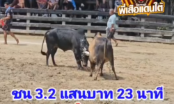 คลิปวัวชนย้อนหลัง ผลการชน ลังสาดใจเด็ดเพชรหน้าเมือง (เพชรเงิน)  VS โหนดหลังขาวท้องลาย (ปัญญายุทธ์)