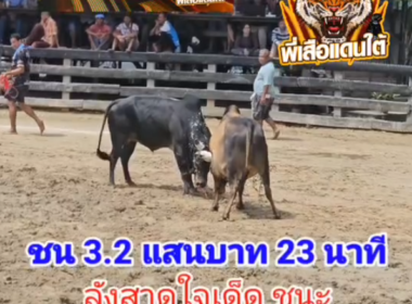 คลิปวัวชนย้อนหลัง ผลการชน ลังสาดใจเด็ดเพชรหน้าเมือง (เพชรเงิน)  VS โหนดหลังขาวท้องลาย (ปัญญายุทธ์)