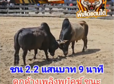 คลิปวัวชนย้อนหลัง ผลการชน ดุกด้างเพลิงพยัคฆ์ (ท่านเพลิง)   VS  ลังสาดมัจจุราช