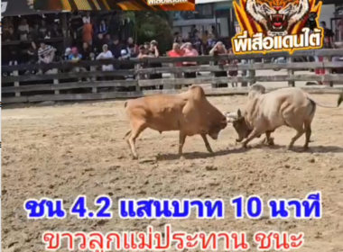 คลิปวัวชนย้อนหลัง ผลการชน ลังสาดอัศวินพิชิตชัย (มาวิน)  VS ขาวลูกแม่ประทาน