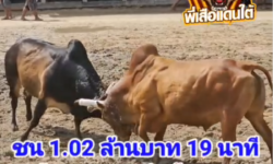 คลิปวัวชนย้อนหลัง ผลการชน ลังสาดเพชรนำชัย (โลแกน)  VS  แดงงามอัศวินยอดสิงห์มาวิน (อั่งเปาสิงห์มาวิน)